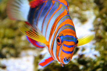 Harlequin Tusk, Australian