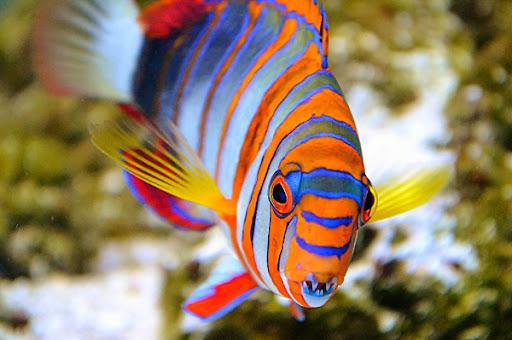 Harlequin Tusk, Australian