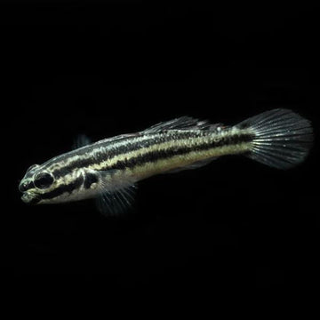 Biota Link's Goby