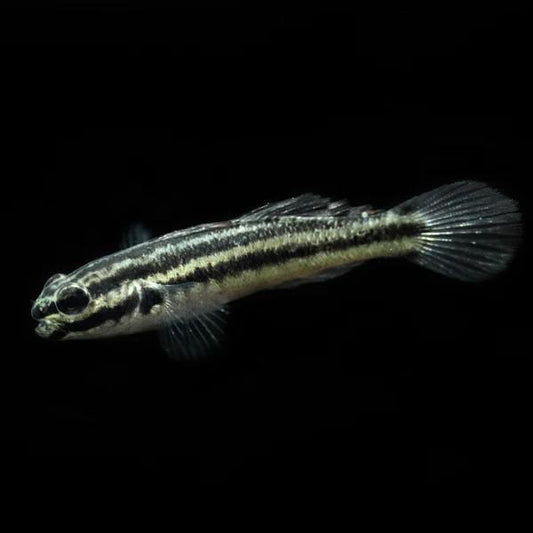 Biota Link's Goby