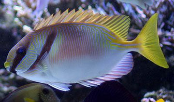 Two Barred Rabbitfish