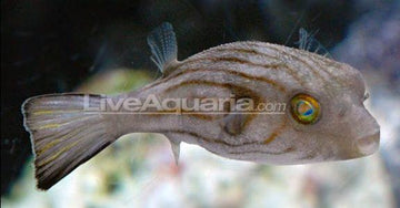 Striped Dogface Puffer
