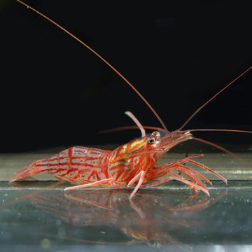 Biota Peppermint Shrimp (Lysmata wurdemanni)