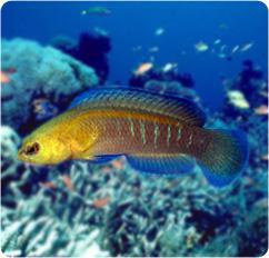 Surge Dottyback
