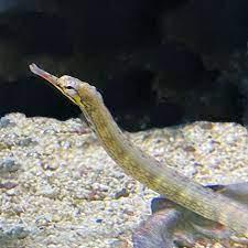Dragon Pipefish