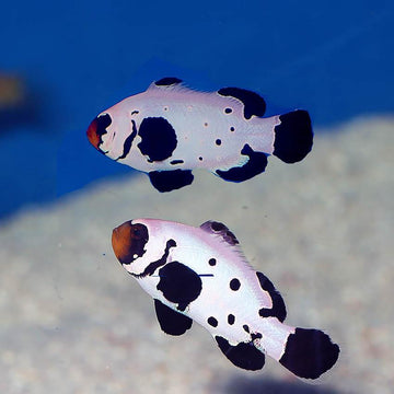 Frostbite Clownfish
