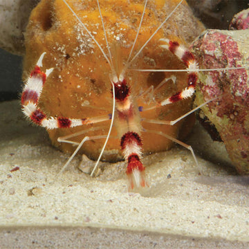 Coral Banded Shrimp