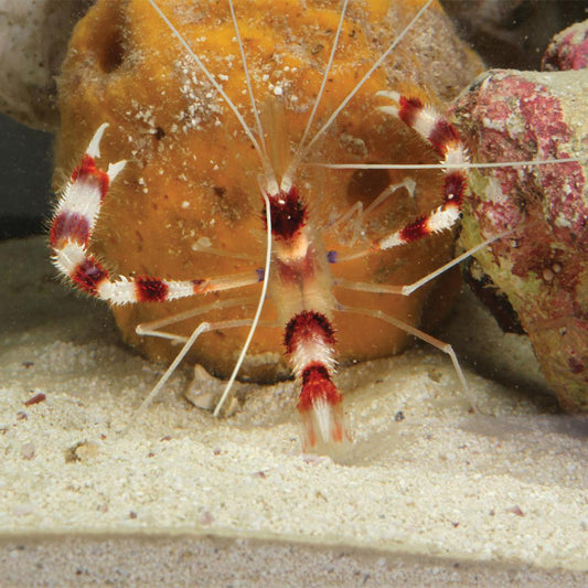 Coral Banded Shrimp