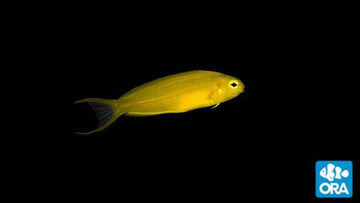 ORA Yellow Canary Blenny