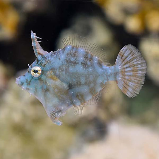BIOTA Radial Filefish