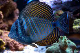 Desjardini Sailfin Tang