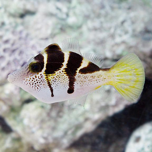Valentini Mimic Filefish
