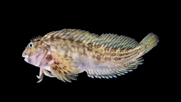 Biota Molly Miller Blenny