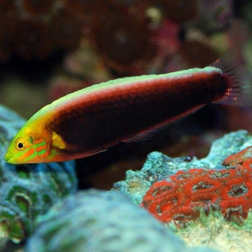 Radiant Wrasse