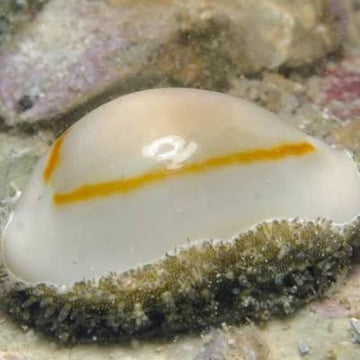 Ring Top Cowrie