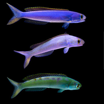 Flashing Tilefish
