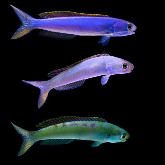 Flashing Tilefish