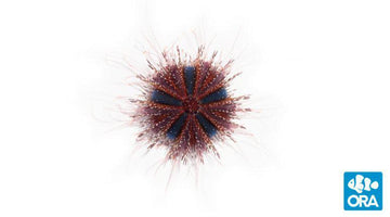 ORA Tuxedo Urchin