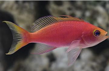 Resplendent Anthias