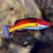 Naoko Fairy Wrasse