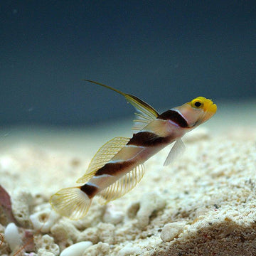Yellow Rose Shrimp Goby