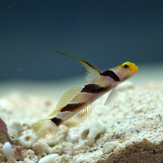 Yellow Rose Shrimp Goby
