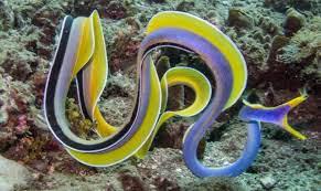Blue Ribbon Eel