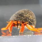 Orange Legged Hermit