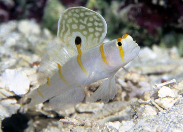 Randall's Shrimp Goby