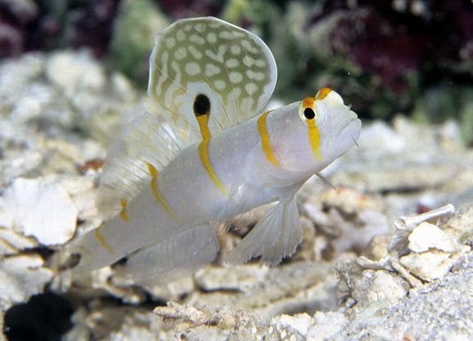 Randall's Shrimp Goby