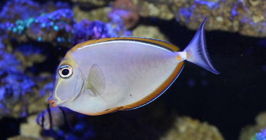 Blonde Naso Tang, L