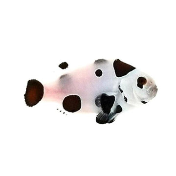 Extreme Storm Clownfish PAIR