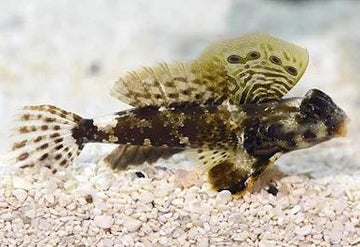 Scooter Blenny
