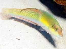 Princess Wrasse