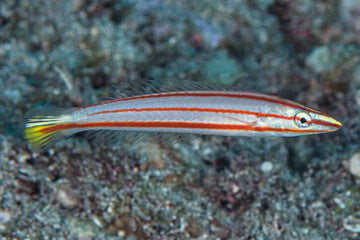 Candy Cane Wrasse
