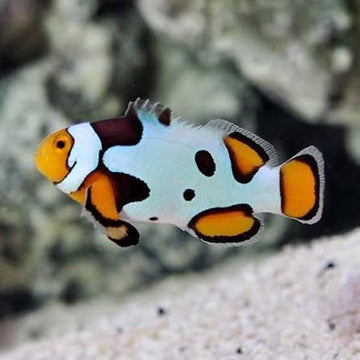 Onyx Picasso Clownfish