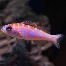 Chalk Basslet