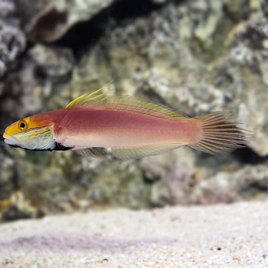 Bella Goby