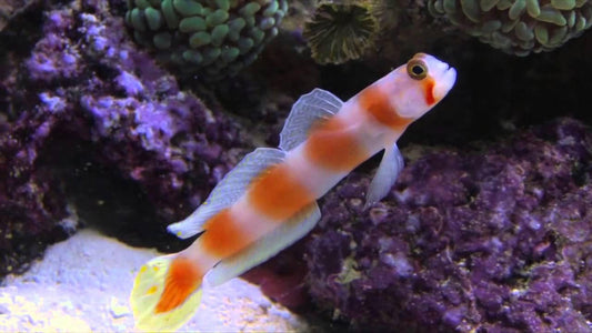 Aurora Shrimp Goby