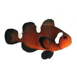 Nearly Naked Chocolate Clownfish