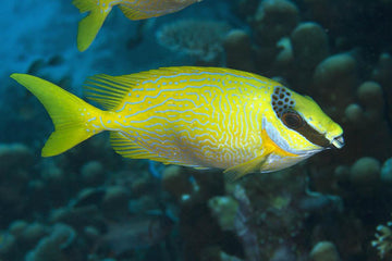 Masked Rabbitfish