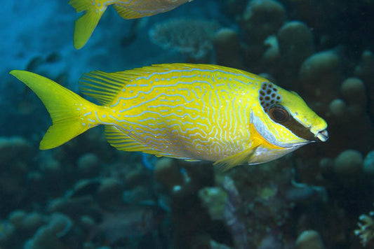 Masked Rabbitfish