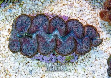Ningaloo Clam