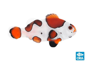 ORA Orange Storm Clownfish