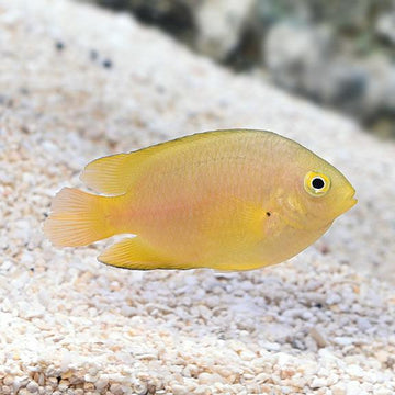 Lemon Damsel