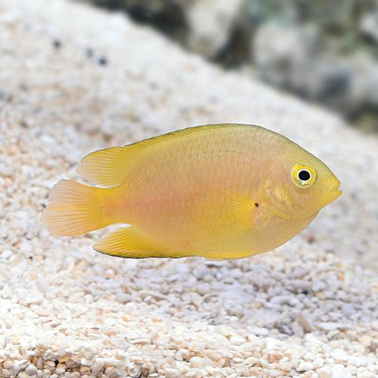 Lemon Damsel
