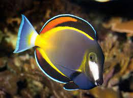 Powder Brown Tang XL