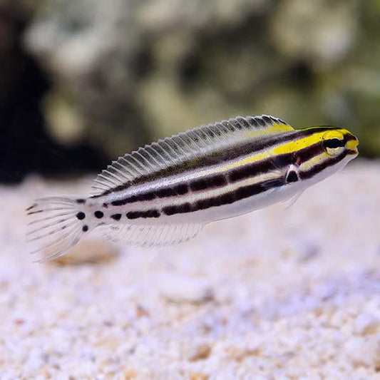 Striped Blenny