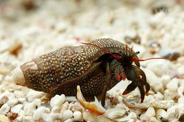 Red Legged Hermit