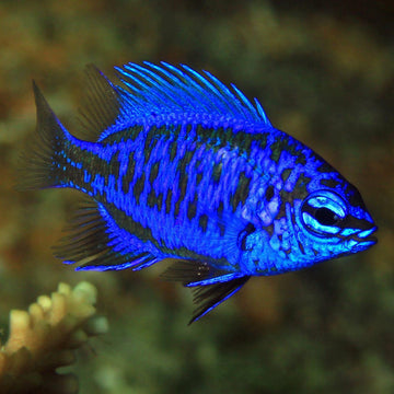 Springeri Damsel